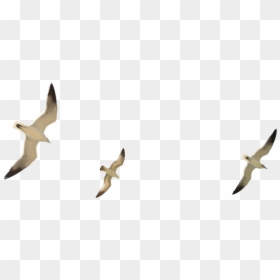 Thumb Image - Flock Of Seagulls Transparent, HD Png Download - seagul png