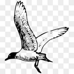 Gull Tern Seagull - Seagull Clipart Black And White, HD Png Download - seagul png
