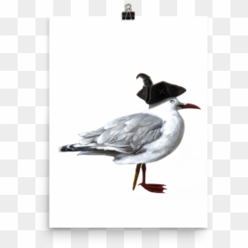 Transparent Sea Gull Png - Duck, Png Download - sea gull png
