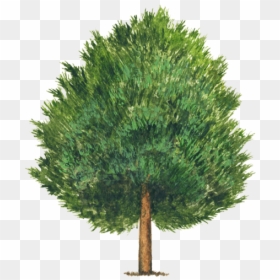 Pino Piñonero Pinus Cembroides, HD Png Download - pino png