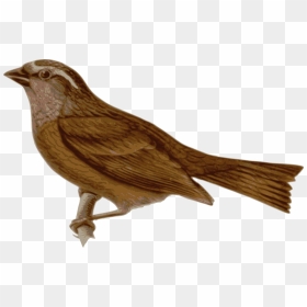 Chim Chích Chòe Png, Transparent Png - nightingale png