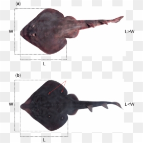 Skate, HD Png Download - soldado png