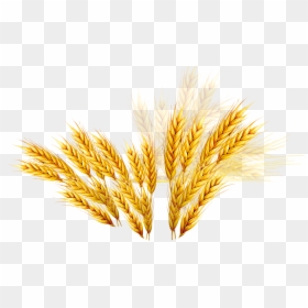 Vector Royalty Free Library Emmer Coupon Rice Wheat - Trigo Png Vector, Transparent Png - wheat png image