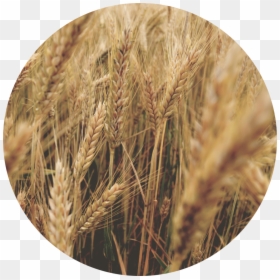 Wheat , Png Download - Wheat, Transparent Png - wheat png image