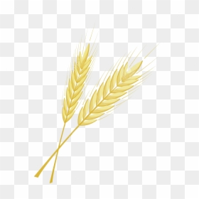 Barley Png High Definition And High Quality Image - Folha De Trigo Png, Transparent Png - wheat png image