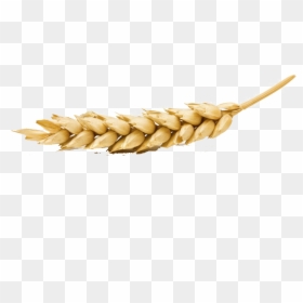 Wheat Png Transparent Image, Png Download - wheat png image