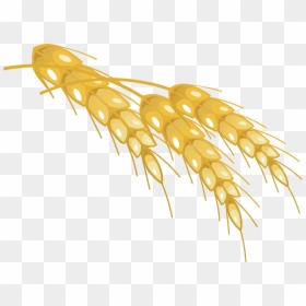 Wheat, HD Png Download - wheat png image