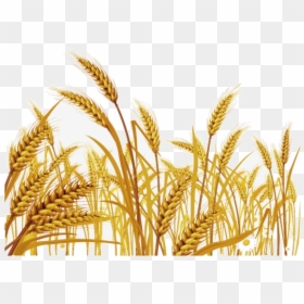 Wheat Malt Clipart Grass Free Transparent Png - Wheat Grass Clip Art, Png Download - wheat png image