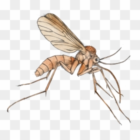 Mosquito Clip Art - Clipart Transparent Background Mosquito, HD Png Download - bed bug png