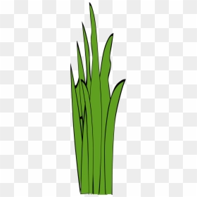 Grass Blades And Clumps - Long Grass Clipart, HD Png Download - grass blades png