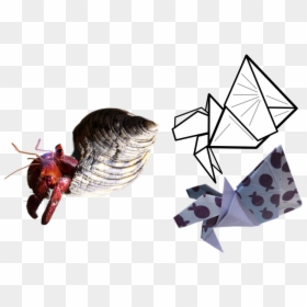 Hermitcrabstaand - Insect, HD Png Download - hermit crab png