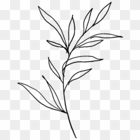 Plants Drawing Black And White, HD Png Download - black overlay png