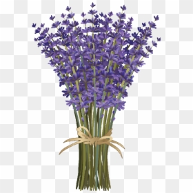 Lavender Clipart, HD Png Download - lavender sprig png