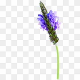 Lavender Flowers Png Format, Transparent Png - lavender sprig png