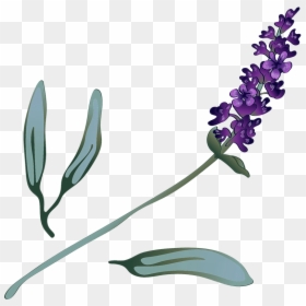 Lavender Sprig - Illustration, HD Png Download - lavender sprig png