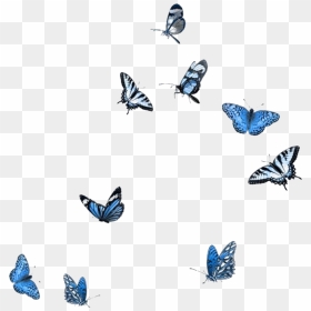 Blue White Black Butterflies Butterfly Polyvore Moodboard - Transparent Background Butterfly Gif Png, Png Download - blue overlay png