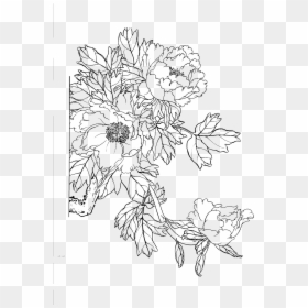 Clip Art Peony Line Drawing - 線 稿 牡丹, HD Png Download - peony outline png