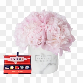 Transparent Pink Peony Clipart - Hydrangea, HD Png Download - peony outline png