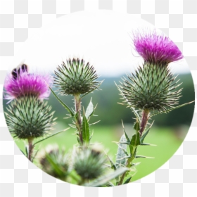 Clip Art Burdock Weed - Milk Thistle Weed High Resolution, HD Png Download - thug life weed png