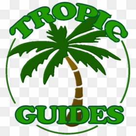 Your Guided Tours Where Reef Meets Rainforest - Palm Tree Tattoos Printouts, HD Png Download - palm trees clipart png