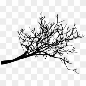 Branch Tree Twig Woody Plant - Transparent Tree Branch Png, Png Download - branch clipart png