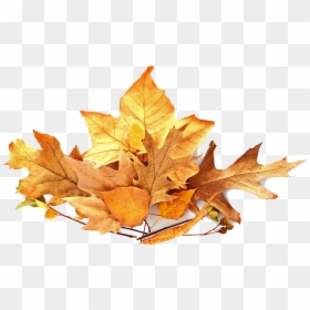 Pile Of Leaves - Pile Of Leaves Png, Transparent Png - leaves pile png