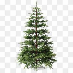 Christmas Pine Tree Png File - Christmas Pine Tree .png, Transparent Png - pinetree png