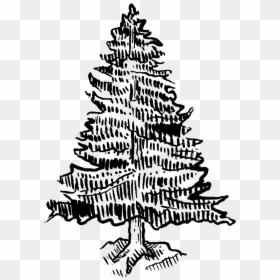 Pinetree - Illustration, HD Png Download - pinetree png