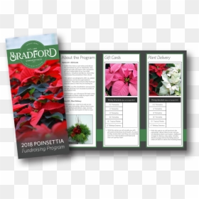 How To Order - Poinsettia, HD Png Download - poinsettias png