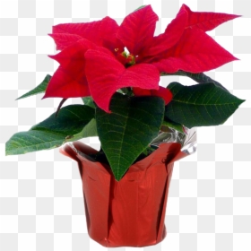 Fresh Poinsettias Transparent Png - 4in Poinsettias Potted, Png Download - poinsettias png