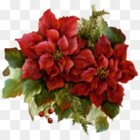 #poinsettias #christmas #holly #evergreens - Bouquet, HD Png Download - poinsettias png