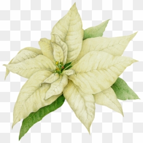 Transparent Poinsettia Clipart - White Poinsettia Clip Art, HD Png Download - poinsettias png