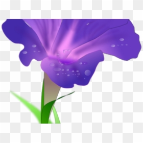 Morning Glory Clipart Marigold Flower - Morning Glory Images Drawing, HD Png Download - glory png