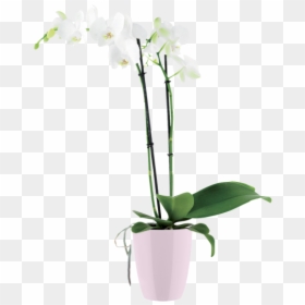 Flowerpot, HD Png Download - pink orchid png