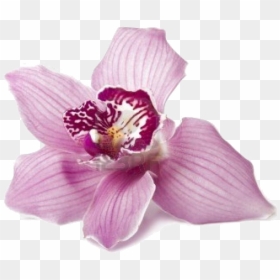 Orchid Suburbia Chs Ltd - Greek Plants, HD Png Download - pink orchid png
