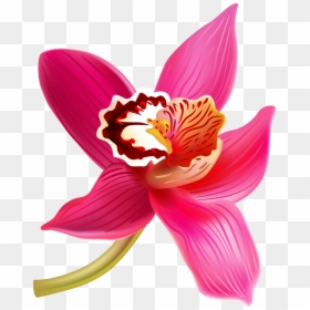 Transparent Orchid Flower Clipart - Orchids Clip Art, HD Png Download - pink orchid png