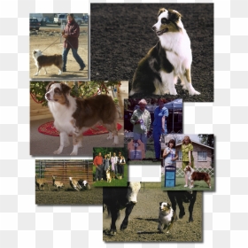 Companion Dog, HD Png Download - amistad png