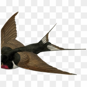 Swallow Clipart Victorian - Vintage Swallow Bird, HD Png Download - no background png