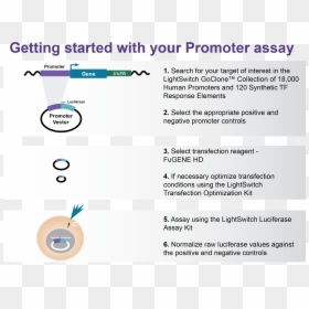Getting Started With Your Lightswitch Promoter Assay - Flex 3 With Java, HD Png Download - lightswitch png