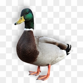 Transparent Fountain Water Png - Mallard Duck Png, Png Download - mallard png