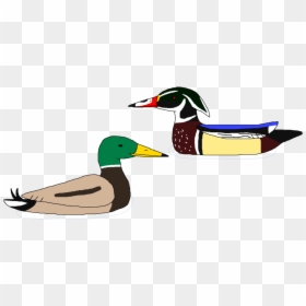 That S Ducks For - Mallard, HD Png Download - mallard png