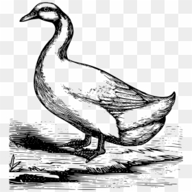 Art,livestock,fowl - Pekin Duck Drawing, HD Png Download - mallard png