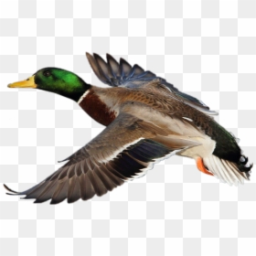 #duck #mallard - Male Mallard Duck In Flight, HD Png Download - mallard png