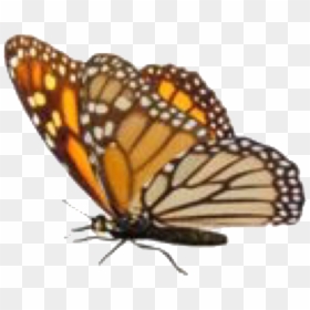 Transparent Autumn Pngs - Monarch Butterfly, Png Download - vixx png