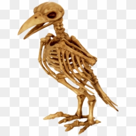 Tube Halloween - Skeleton Of A Parrot, HD Png Download - bird skull png