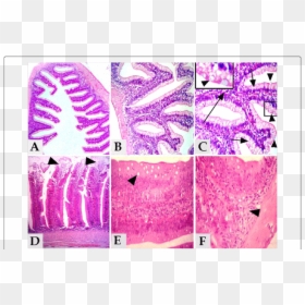 Illustration, HD Png Download - intestine png