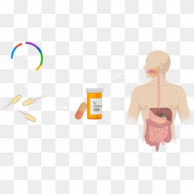 Application - Illustration, HD Png Download - intestine png