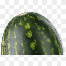 Watermelon, HD Png Download - watermelon vector png