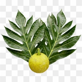 Breadfruit And Leaves - Breadfruit Tree Leaf, HD Png Download - star fruit png