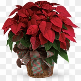 Christmas Poinsettia, HD Png Download - flowers top view png